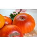 Семена томата Казахский Шалавье - коллекционный сорт