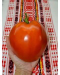 Семена томата Девичьи Слёзы - коллекционный сорт