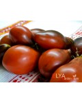 Семена томата Сержант Пеппер Бронза  - коллекционный сорт