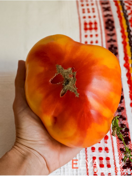Семена томата Помаранч - коллекционный сорт