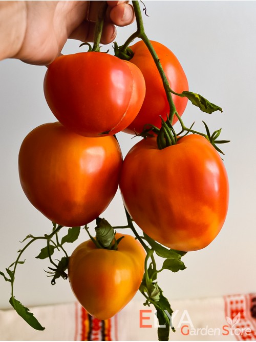 Семена томата Помаранч - коллекционный сорт