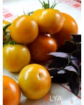 Семена томата Киванис - коллекционный сорт