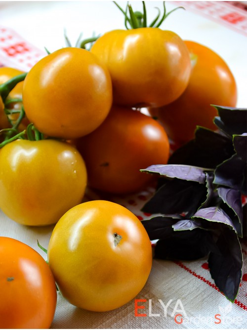 Семена томата Киванис - коллекционный сорт