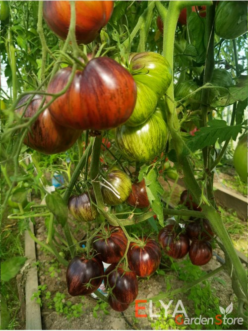 Семена томата Звездный истребитель Прайм - коллекционный сорт