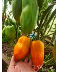 Семена томата Желтый Огонь - коллекционный сорт