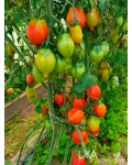 Семена томата Гора Везувий - коллекционный сорт