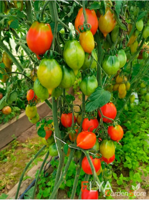 Семена томата Гора Везувий - коллекционный сорт