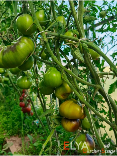 Семена томата Контраст Фландрии - коллекционный сорт