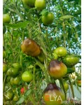 Семена томата Контраст Фландрии - коллекционный сорт
