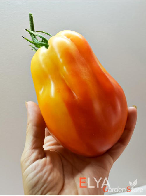 Семена томата Калифорнийский Тюльпан - коллекционный сорт