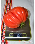 Семена томата Абруццо - коллекционный сорт