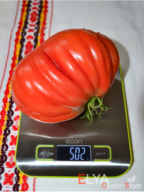 Семена томата Абруццо - коллекционный сорт