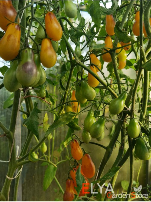 Семена томата Индиго Кумкват Грушевидный - коллекционный сорт