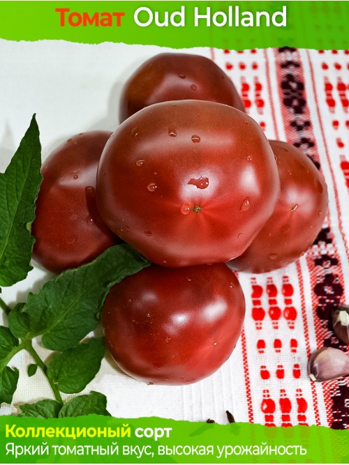 Семена томата Старая Голландия - коллекционный сорт