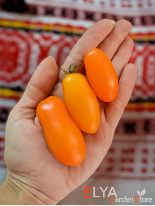 Семена томата Даттерини Оранж - коллекционный сорт