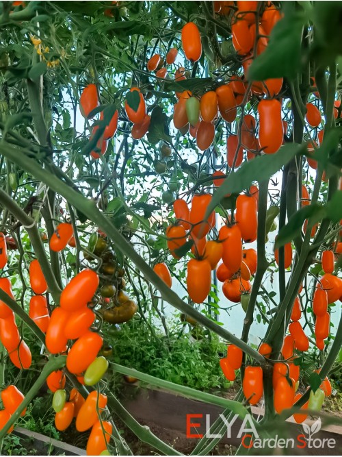 Семена томата Даттерини Оранж - коллекционный сорт