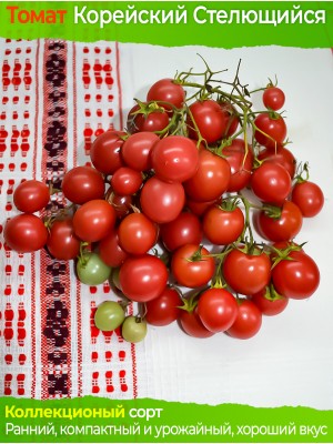 Семена томата Корейский Стелющийся - коллекционный сорт