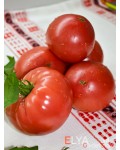 Семена томата ОПО (гном) - коллекционный сорт
