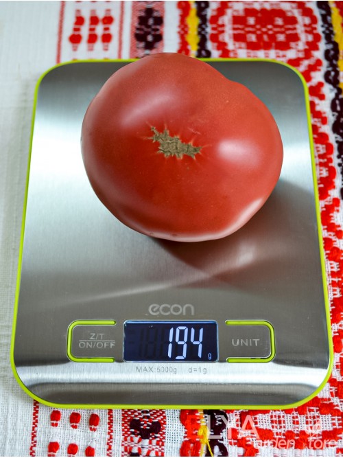 Семена томата ОПО (гном) - коллекционный сорт