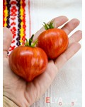 Семена томата Пайнтед Леди (гном) - коллекционный сорт