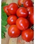 Семена томата Пендулина Красная - коллекционный сорт