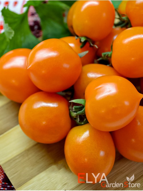 Семена томата Пендулина Оранж - коллекционный сорт