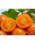 Семена томата Пендулина Оранж - коллекционный сорт
