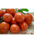 Семена томата Фузи Вузи - коллекционный сорт