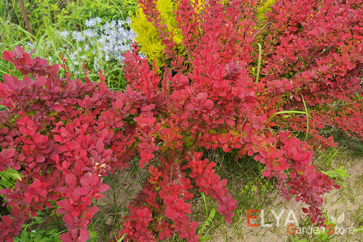 Окраска листвы барбариса Ред Рокет - от очень насыщенного розового до бордового - фотография