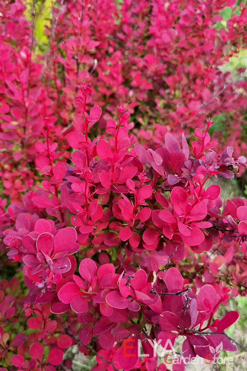 Барбарис Тунберга Ред Рокет будет радовать вас яркими красками весь сезон до глубокой осени - фото питомника саженцев Elya Garden 