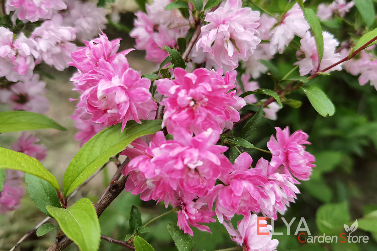 Потрясающее цветение вишни железистой (сакуры) Розеа Плена. Сорт хорошо зимуте - фото питомника саженцев Elya Garden 