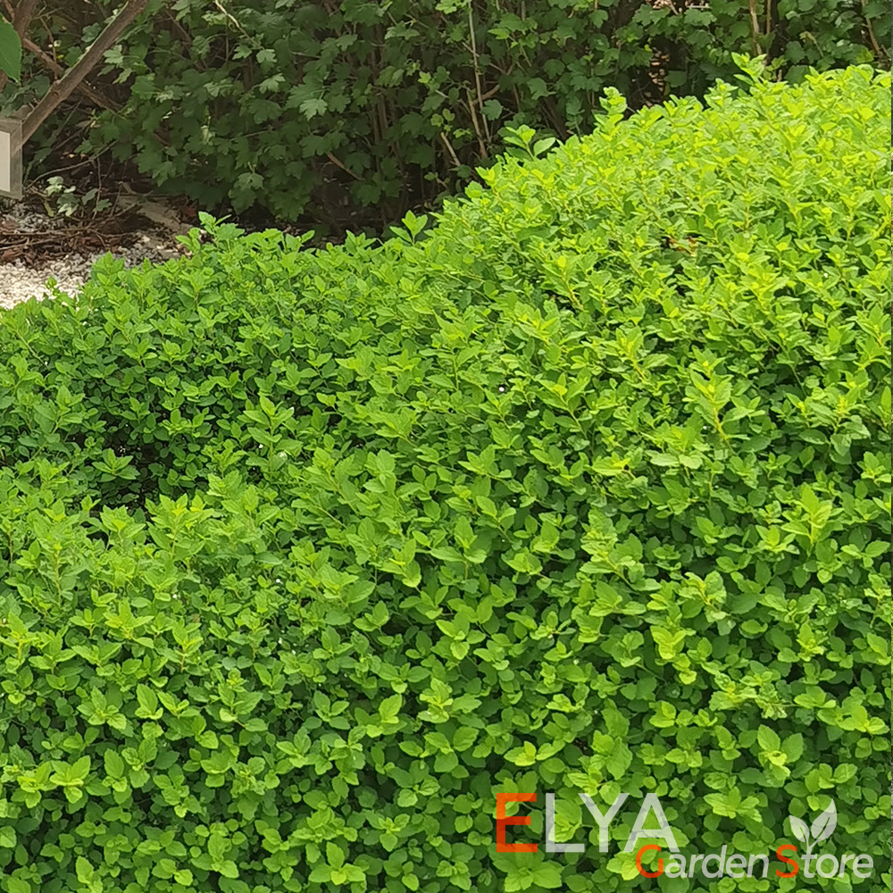 Саженец спиреи Принцесс - сорт с великолепной насыщенно-зеленой листвой - фото магазина Elya Garden