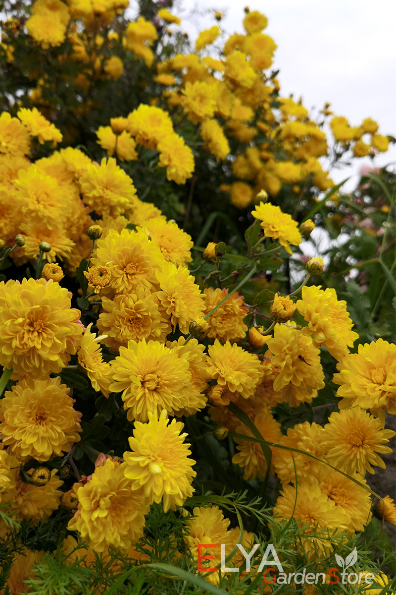 Саженец корейской хризантемы с ЗКС в питомнике Elya Garden - на фото цветение хризантемы