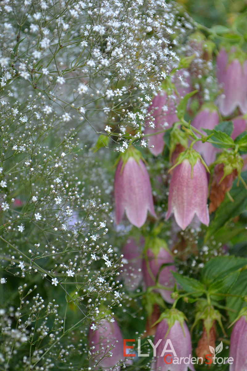 Гипсофила белая отлично сочетается с любыми цветами вашего сада - фото питомника саженцев Elya Garden 
