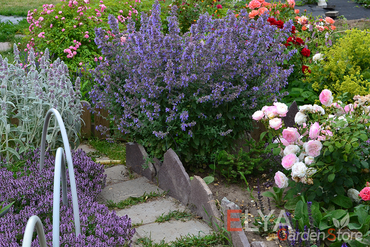 Котовник Фассена наверняка найдет свое место в вашем саду - он отлично сочетается с любыми композициями - фото магазина саженцев Elya Garden