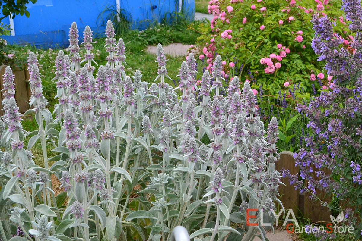 Чистец Византийский - цветовые акценты в вашем саду станут заметнее благодаря серебристой листве - фото