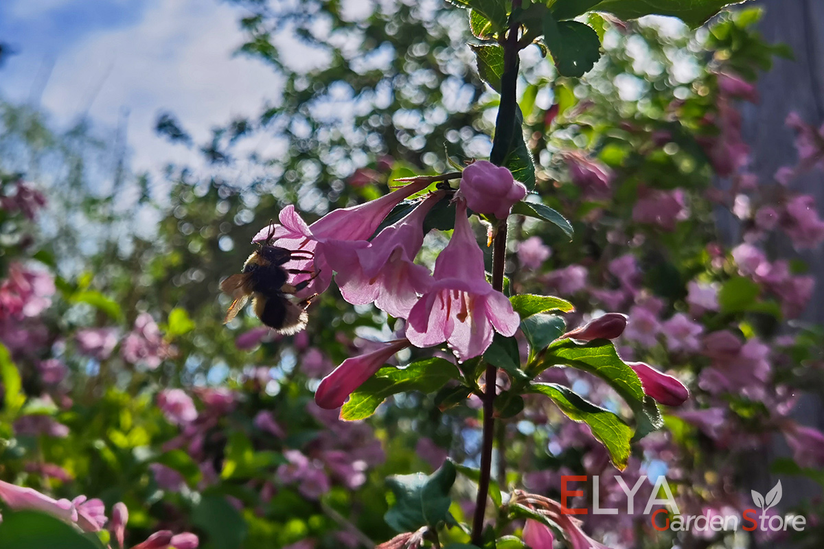 Саженец Вейгела цветущая - простой в уходе и неприхотливый декоративный кустарник с невероятно обильным цветением - фото магазина Elya Garden