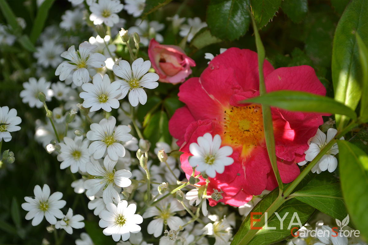Ясколка - удивительный травянистый многолетник, цветет небольшими нежными цветочками в белых тонах - фото магазина саженцев Elya Garden 