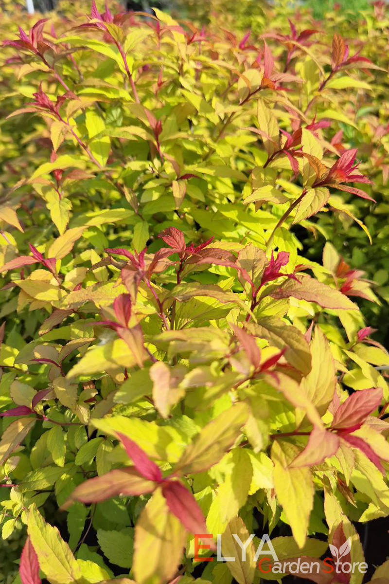 Спирея японская Голдфлейм порадует необыкновенно широким цветовым диапазоном оттенков листвы - фото магазина саженцев Elya Garden