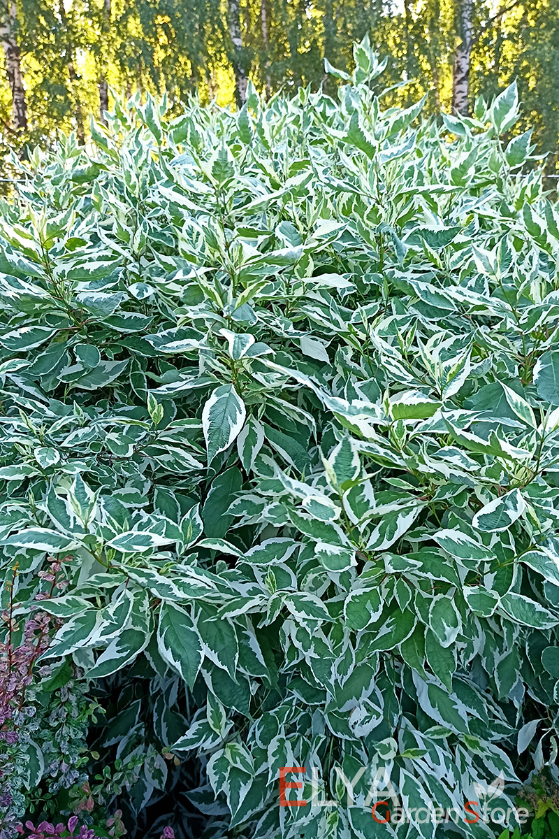 Яркая, контрастная листва, быстрый рост и простой уход - дерен белый Элегантиссима - фотография