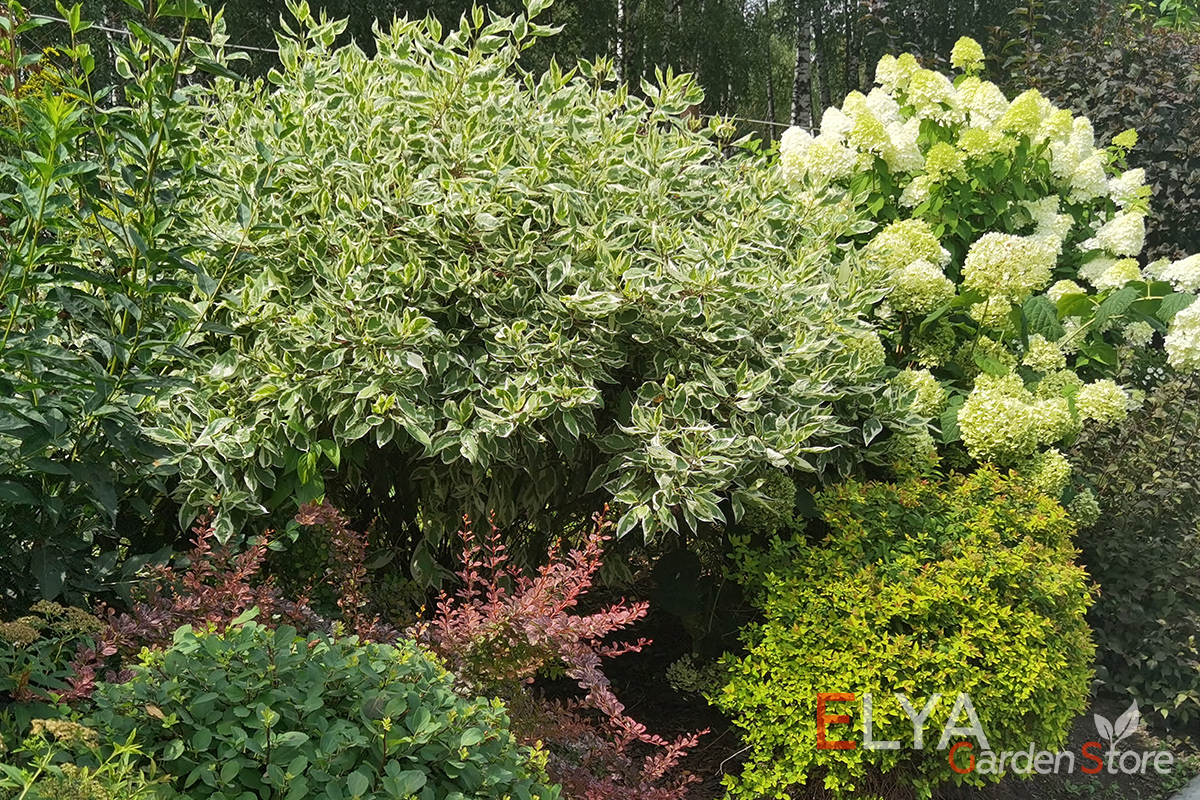 Дерен белый Элегантиссима - многолетник с великолепной двухцветной листвой - фото Elya Garden