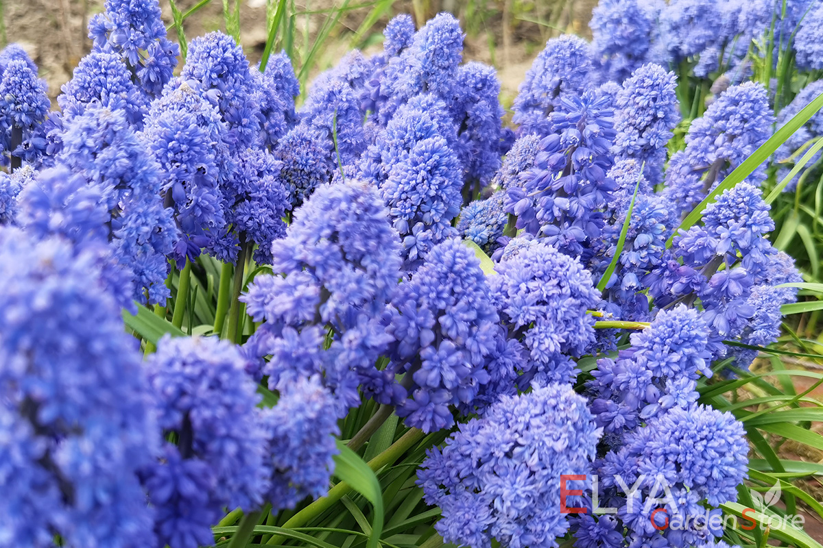 Мускари Блю Спайк - великолепный голубой оттенок, яркое цветение! Саженец с ЗКС - фото питомника Elya Garden