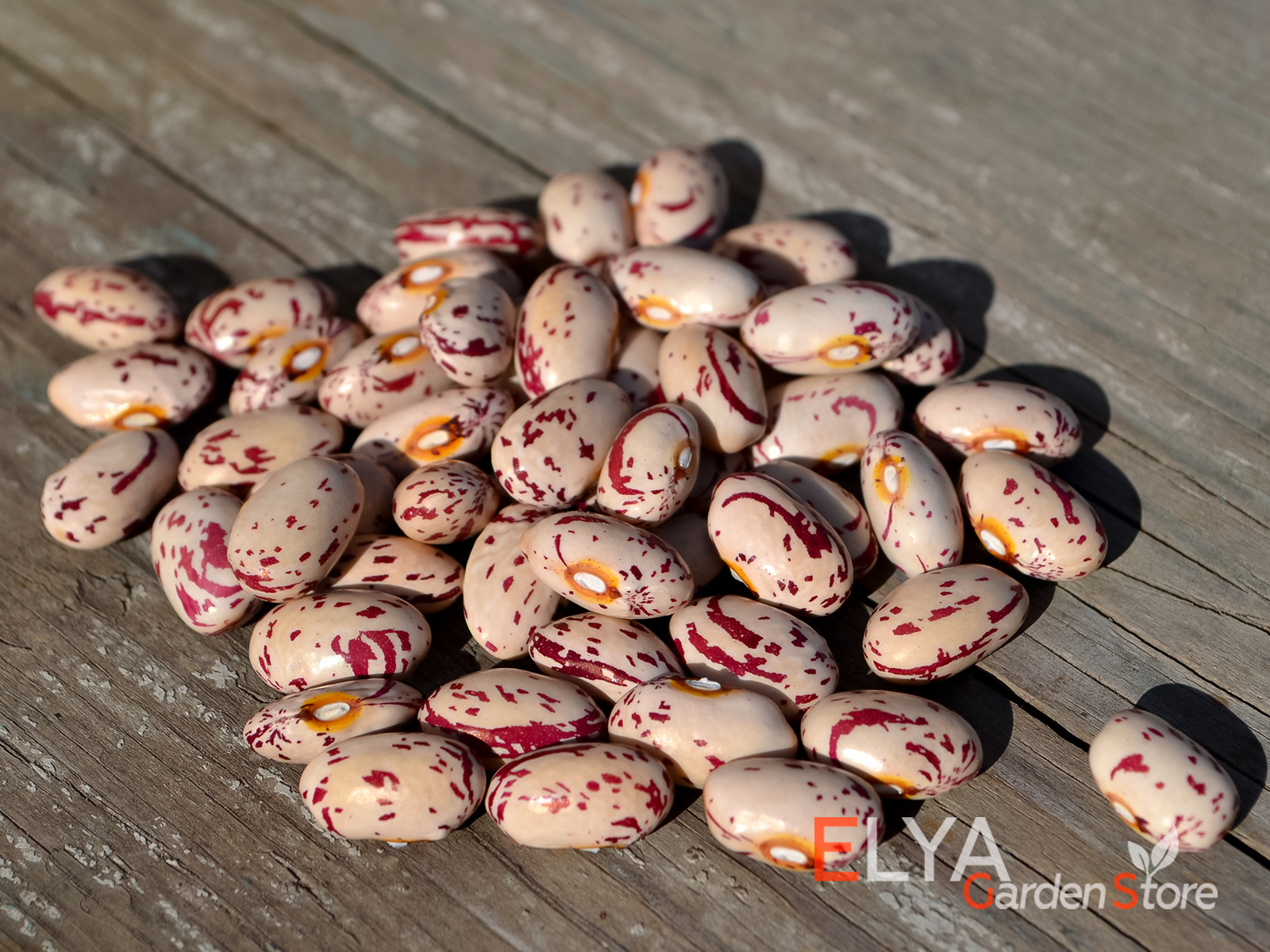 Семена фасоли Бацита - коллекционный сорт зерновая кустовая, очень урожайная - фото магазина Elya Garden 