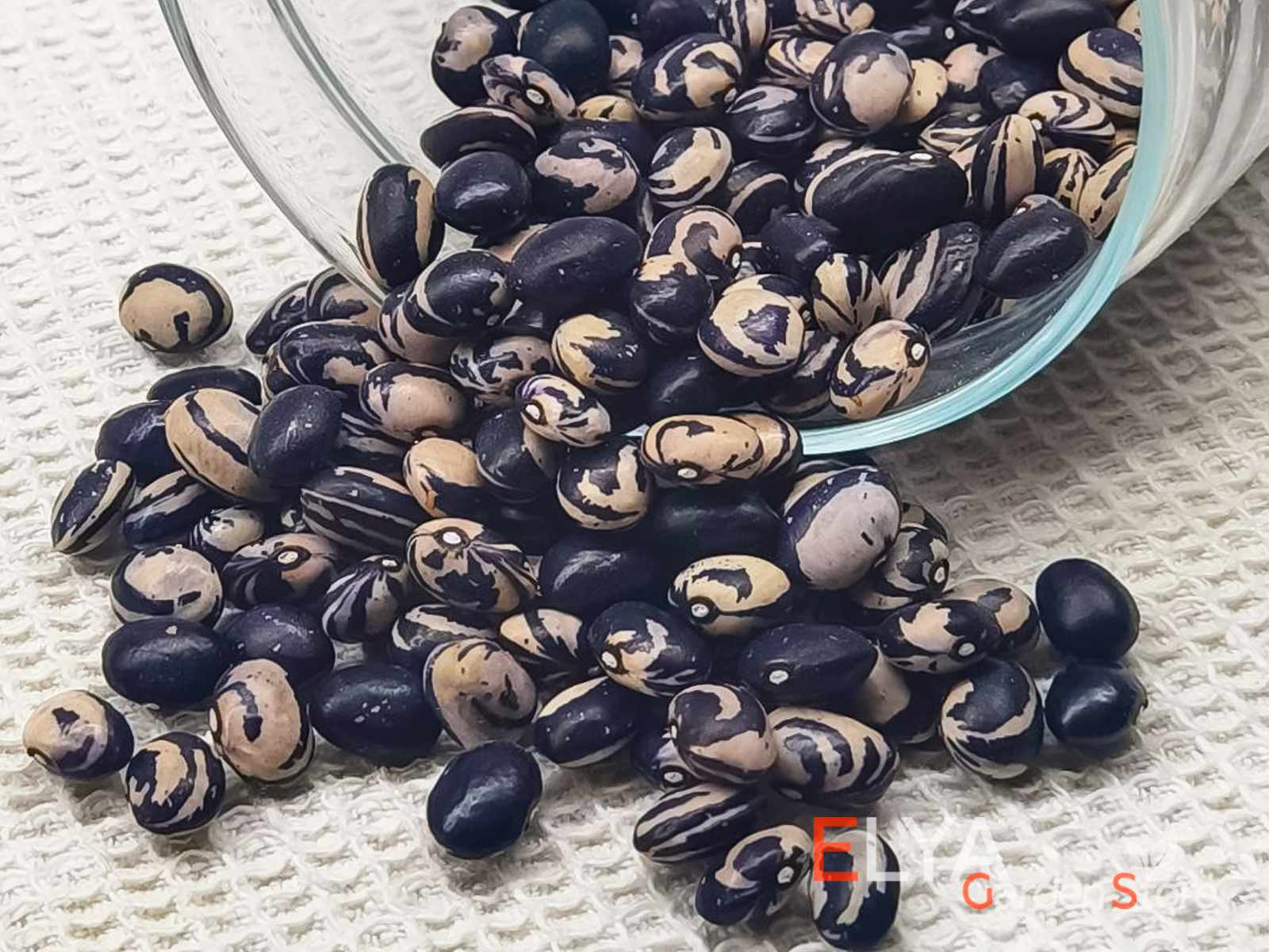 Семена фасоли Киагара Маме - коллекционный сорт - фотография магазина Elya Garden