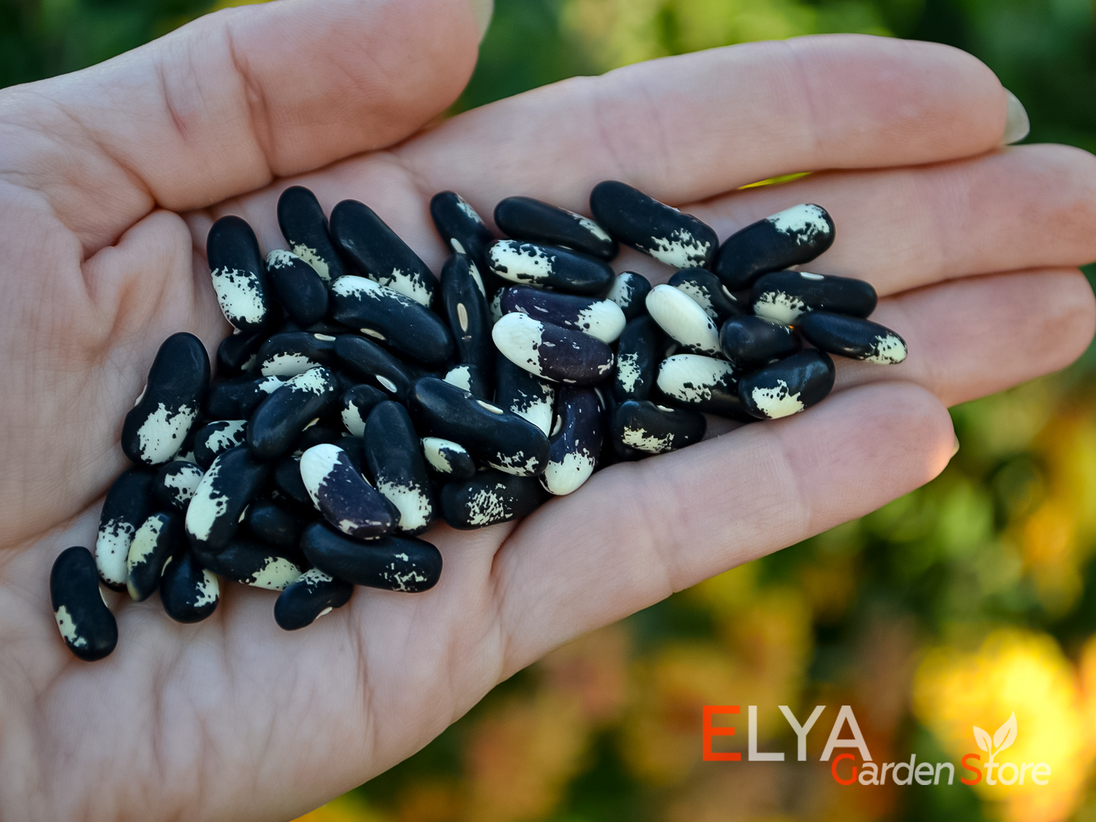 Коллекционный сорт фасоли Сорока (Magpie) - семена в магазине Elya Garden