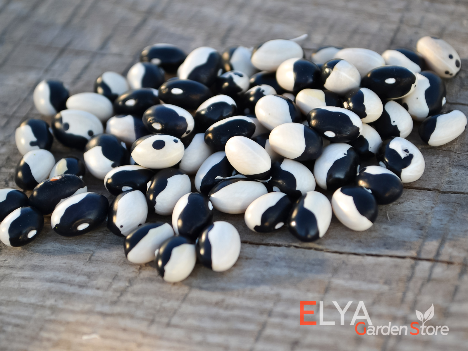 Orca - Косатка - коллекционный сорт фасоли в контрастной черно-белой расцветке - фото магазина семян Elya Garden