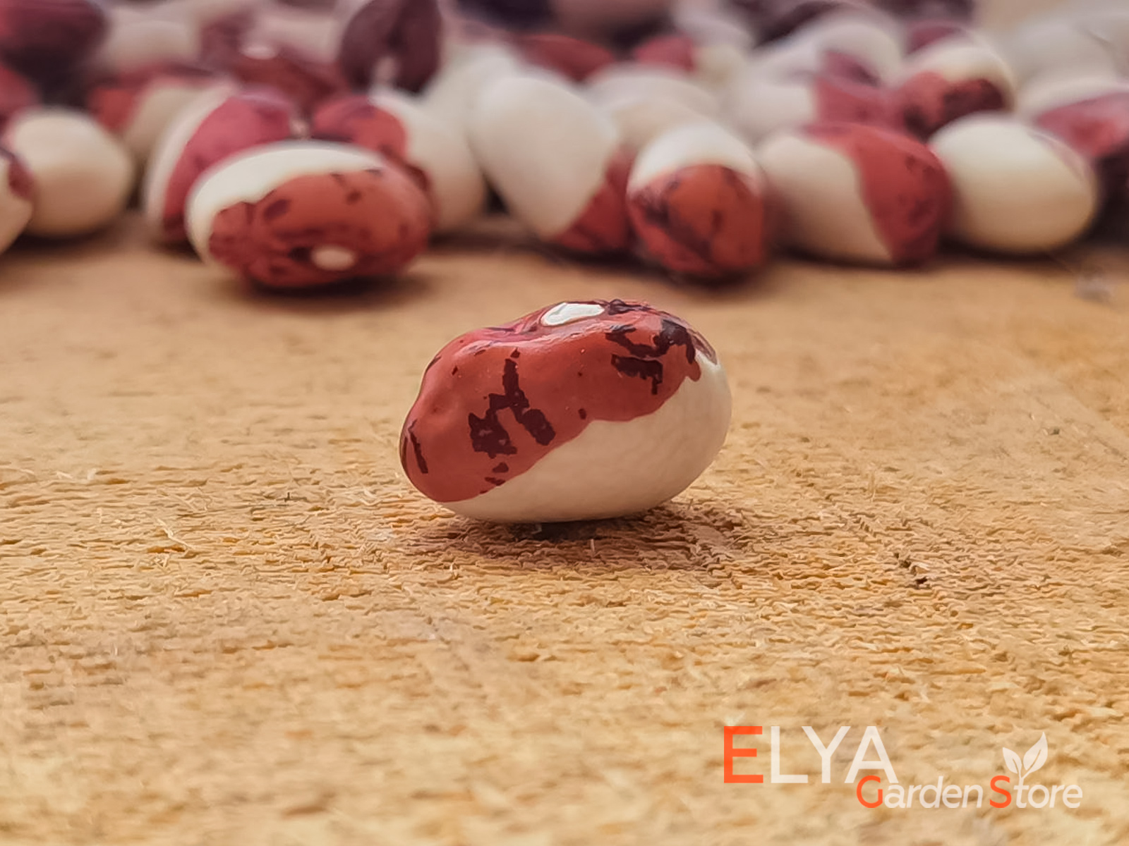Семена фасоли Рыжая Голова - коллекционный сорт в магазине Elya Garden 