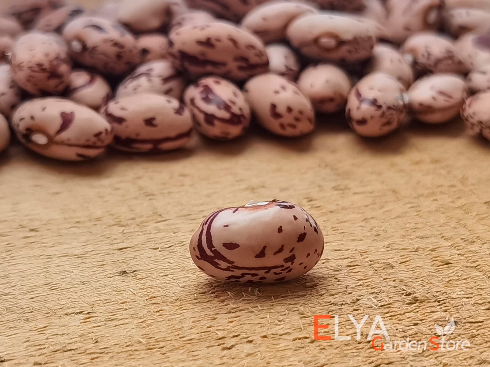 Семена фасоли Тэйлор - красивый коллекционный сорт - фото  