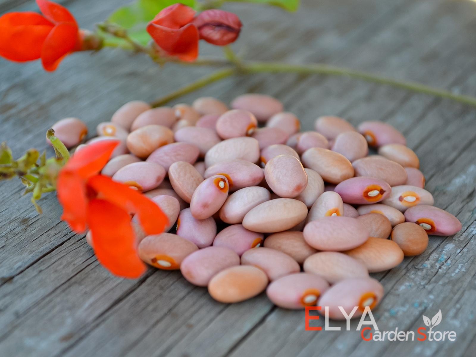Семена фасоли Pink Bean - вьющийся урожайный коллекционный сорт - фотография