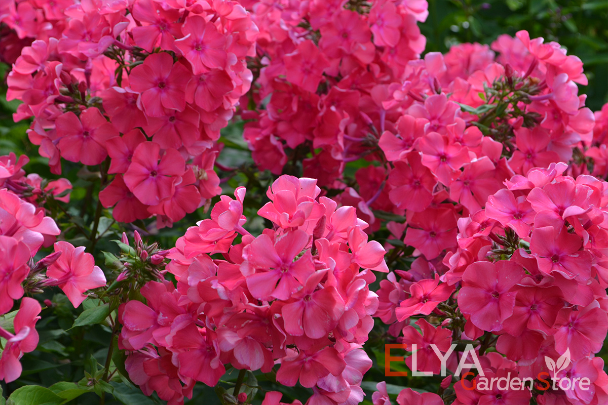 Флокс Атласный цветет очень обильно и практически весь сезон - саженцы с ЗКС в питомнике Elya Garden